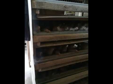 Ternak Puyuh Rak  Bajaringan telur  Aman dari  Tikus YouTube