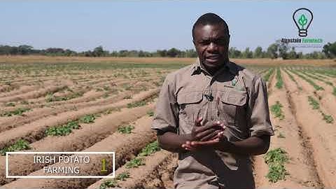 You need to Know this before Getting into Potato Farming for Business This Winter.