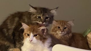 Kitten playtime. Chasing laser + bird sounds + evening neighbourhood sounds [20 minutes]