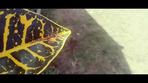 KKLP STMIK MULTICOM BOLMONG - SMK N TOBONGON