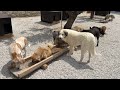 Food Time: Why Are The Smallest Always The Most Aggressive? 🤣 - Takis Shelter