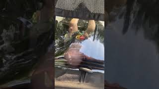 Ride in Jogging Stroller