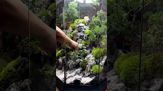 making Beautiful and big terrarium #plants #houseplants #homedecor #terrarium #plantsdecor