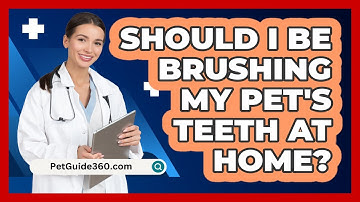 Should I Be Brushing My Pet