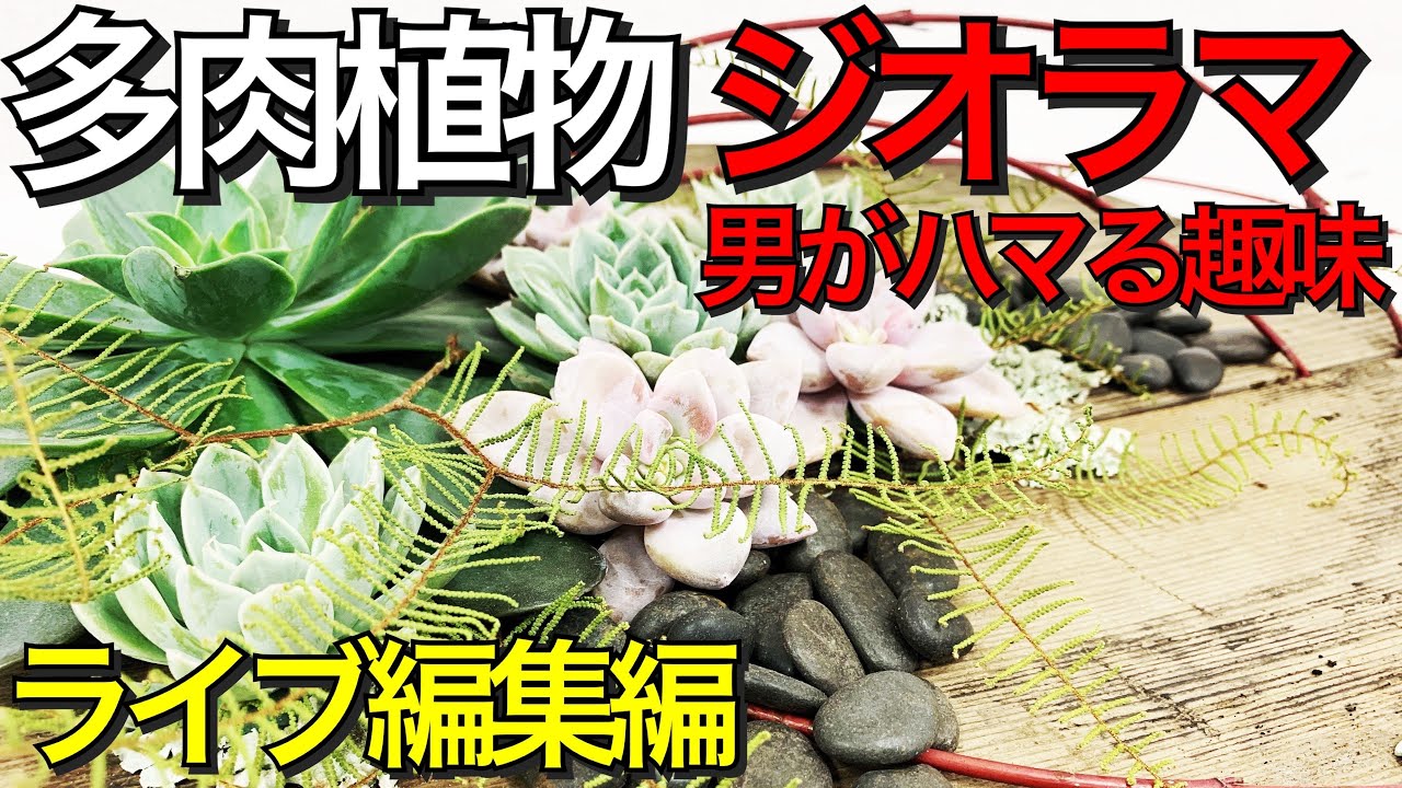 室内遊びの寄せ植え 多肉植物ジオラマを和テイストで作る方法 ライブ編集バージョン Diy Floral Arrangement With Succulent Plants Youtube