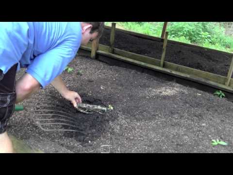 Worm Composting, Vermicomposting of a bunch of Celery hqdefault