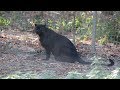 Panthères Noire / Black Panthers : Parc Des Felins