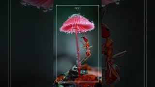 Download Lagu How Did This Ant Get Up There? 30sec沉浸式體驗紅蓋小皮傘的夢幻色彩!#mushroom #fungus #youtubeshorts MP3 Download Lagu How Did This Ant Get Up There? 30sec沉浸式體驗紅蓋小皮傘的夢幻色彩!#mushroom #fungus #youtubeshorts MP3