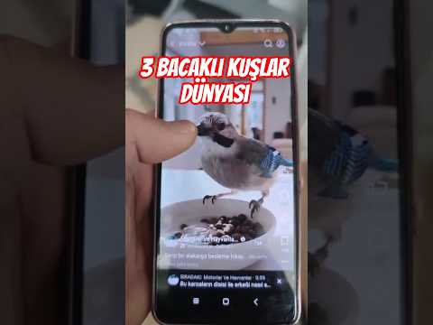 Çöken Bir Toplumun Dijital Yansıması #ramadanwithyoutube #keşfet #siziniçin
