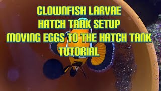 Clownfish larvae tank set up, moving eggs to a larvae tank