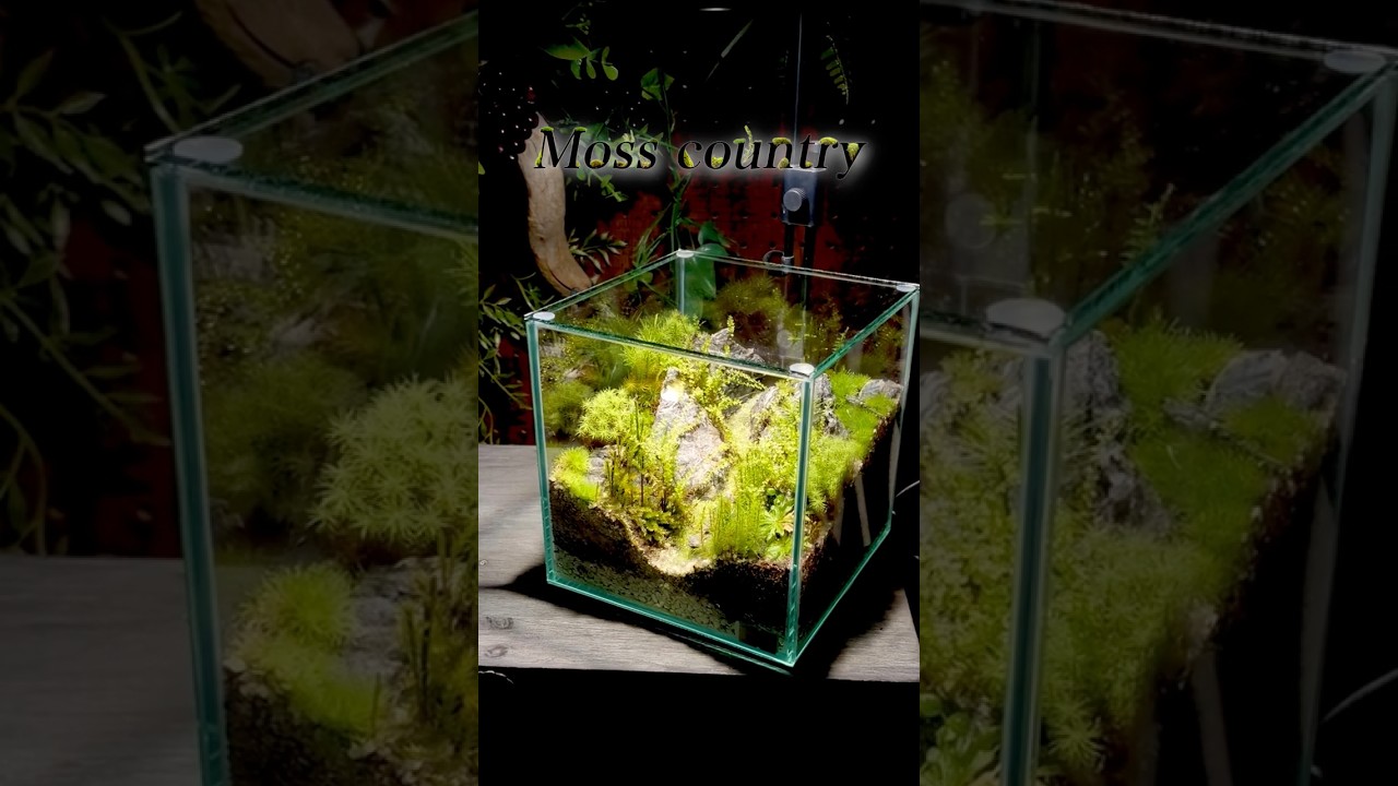 北海道初】苔テラリウム専門店【Moss Country】 - YouTube
