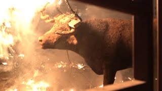 Toro de Júbilo: Spain&#39;s &quot;grotesque&quot; bull of fire festival