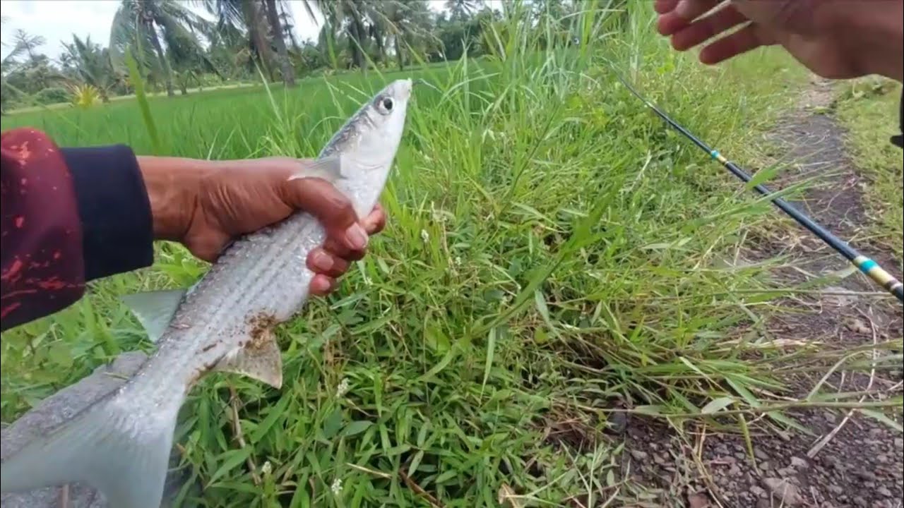 Ловля кефали Super Babon с использованием сухой мучной наживки.