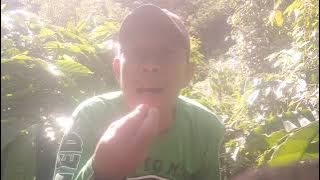 NASIP PETANI KAWE [AMRI LUBIS]