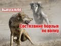 Состязание борзых по волку | Выпуск №94 (UKR)