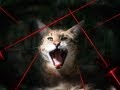 BIG CATS vs Laser Pointers!