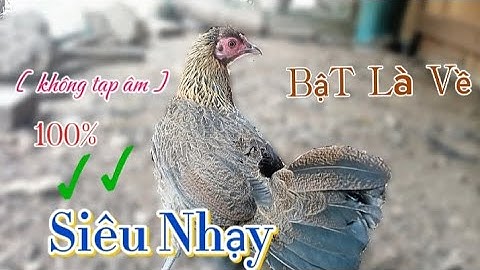 Tiếng gà mái rừng kêu chuẩn ✓ - Kích trống CỰC NHẠY