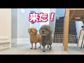 我が家に突然、大型犬が来た時の様子が面白すぎｗ