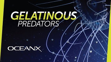 Seeing Jellies as They