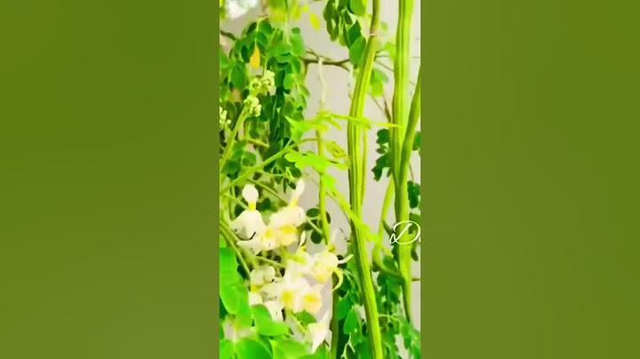 മുരിങ്ങ കൃഷി കുലകുത്തി കായ്ക്കാൻ #drumstick #muringa krishi #drumstick cultivation