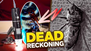 My Honey Bees Were Poisoned Heres How I Know.