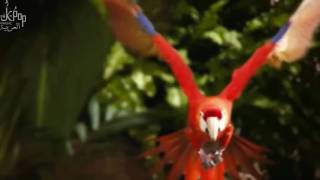 اغنيه كوريه عن المال والقوه