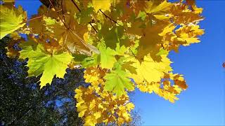 Autumn Leaves - Andy Williams: with Lyrics(영어가사/한글번역) || 가을 나뭇잎(낙엽)