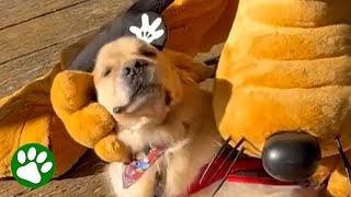 Service dog loves Pluto and everything Disney by We Love Animals 20,915 views 2 days ago 2 minutes, 23 seconds