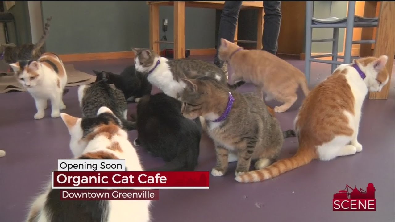  Greenville  Cat  Cafe  Offering Over 20 Cats  to Play With 