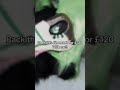 Pack an order w me!! #furry #fursuit #therian