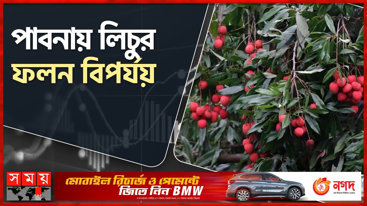  Pabna Litchi News 