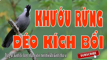 Khướu rừng hót giọng Bắt Cô Trói Cột kích bổi cực hiệu quả không tạp âm