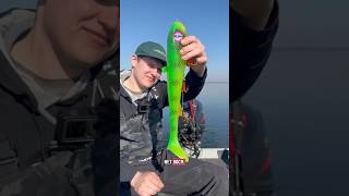 Het grootste kunstaas waar Elwin een snoek op heeft gevangen… wajooo!😲🎣