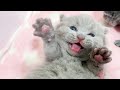 Aww, Those Sweet Paws 😘 Cuteness Overload 🥰 British Shorthair Baby Kittens Meowing 💖 Mommy Cat