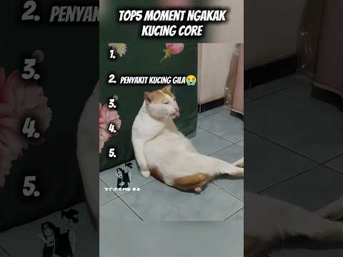 lucuu bangett tolong😭#top5#kucing #ngakak #funnyvideo #cat #catcore #shorts