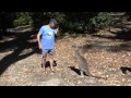 Australie - Setkání s klokany