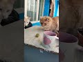 ВЕЧЕРНИЙ КИЕВ ПЬЕМ ЧАЙ С КОНФЕТАМИ #shorts #cat #чай