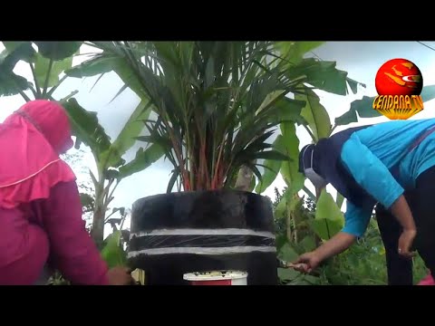 PERCANTIK LINGKUNGAN DENGAN PALEM MERAH