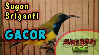 SOGON Gacor || Masteran SOGON Bahan 1 Menit Pasti ikut Nyaut.