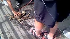 santa monica lobster catch