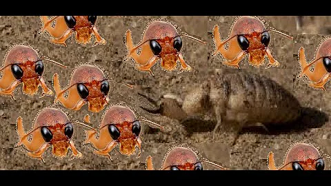 Ants Worst Enemy - Part II