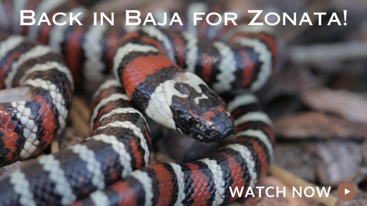 Back to Baja California to look for Mountain Kingsnakes!