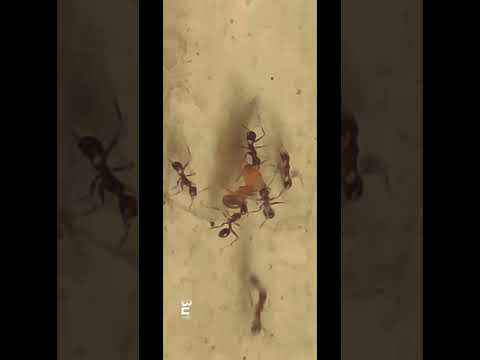 THE ANT WORLD  INNER AND OUTER #youtube #funny #cutebaby #songs