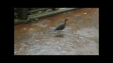 Audio And Visual  Catnip Entertainment For Your Cat