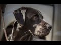 Majestic Stock Gundogs: Cuckavalda Mabpup (aka Charlie) water retrieve Majestic Stock Gundogs: Cuckavalda Mabpup (aka Charlie) water retrieve