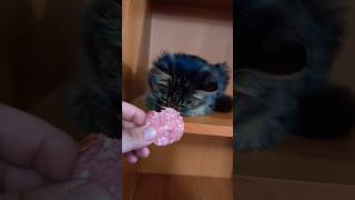 Крепче спишь 🛌 #cat #цитаты #catvideos #юмор #animals #иркутск #funny #кошки #кот #funnycats