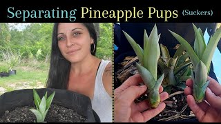 Growing more pineapples  Separating pups/suckers from mother plant