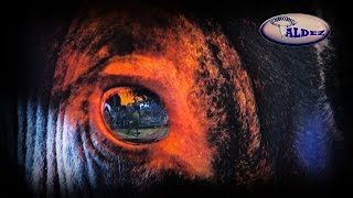 "DESDE 1990" Presentación Oficial de Los Toros Desmadrozos del Rancho San Agustin