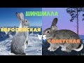 Отличие Советской Шиншиллы от Европейской Großchinchilla (Большая Шиншилла)