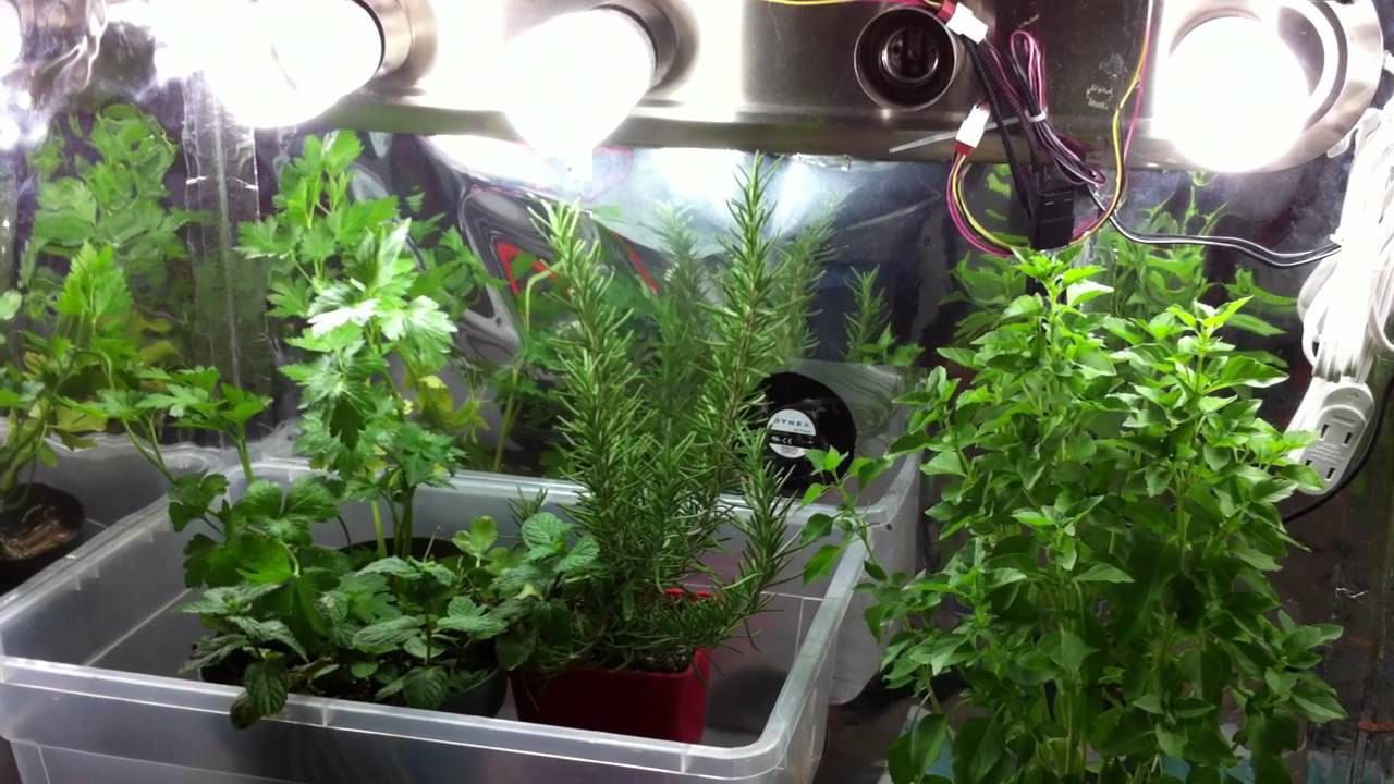 Indoor Garden Tips Growing Herbs Indoors In Containers With Grow